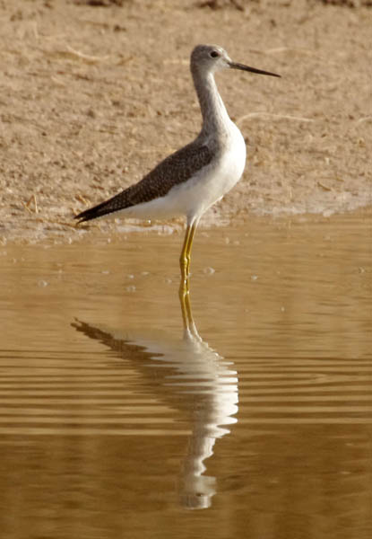  Greater yellowlegs